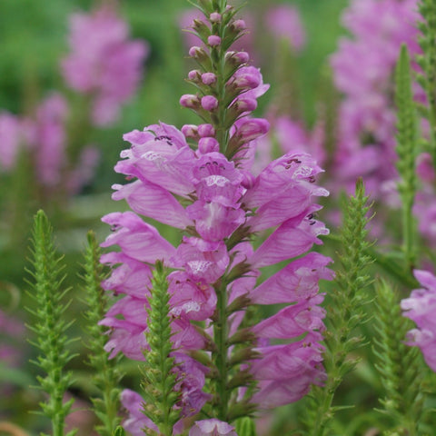 Physostegia virginiana 'Vivid' - obedient plant