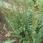 Polystichum acrostichoides - Christmas Fern