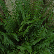 Polystichum acrostichoides - Christmas Fern