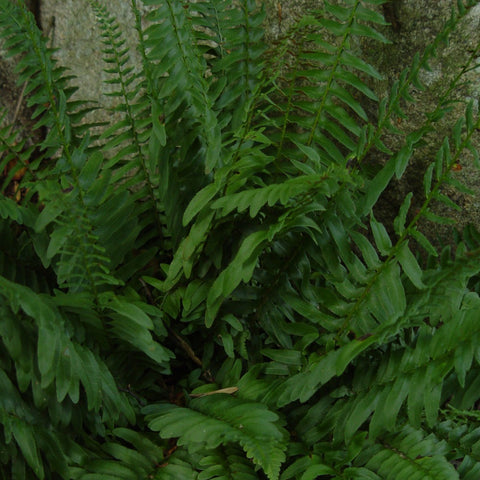 Polystichum acrostichoides - Christmas Fern