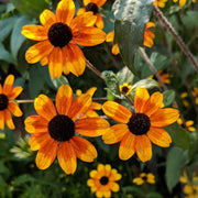 Rudbeckia triloba 'Prairie Glow' - Prairie Glow Brown-Eyed Susan