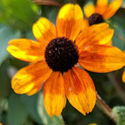 Rudbeckia triloba 'Prairie Glow' - Prairie Glow Brown-Eyed Susan