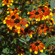 Rudbeckia triloba 'Prairie Glow' - Prairie Glow Brown-Eyed Susan