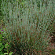 Schizachyrium scoparium 'Standing Ovation' - Standing Ovation Little Bluestem