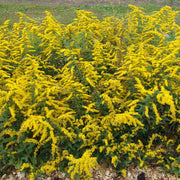 Solidago sphacelata 'Golden Fleece' - Golden Fleece Autumn Goldenrod