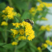 Solidago rugosa 'Fireworks' - Goldenrod