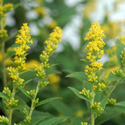 Solidago rugosa 'Fireworks' - Goldenrod