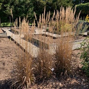 Sorghastrum nutans Golden Sunset™ - Indian Grass