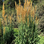 Sorghastrum nutans Golden Sunset™ - Indian Grass