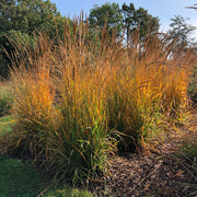 Sorghastrum nutans Golden Sunset™ - Indian Grass