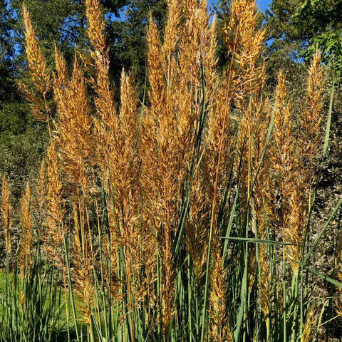 Sorghastrum nutans Golden Sunset™ - Indian Grass