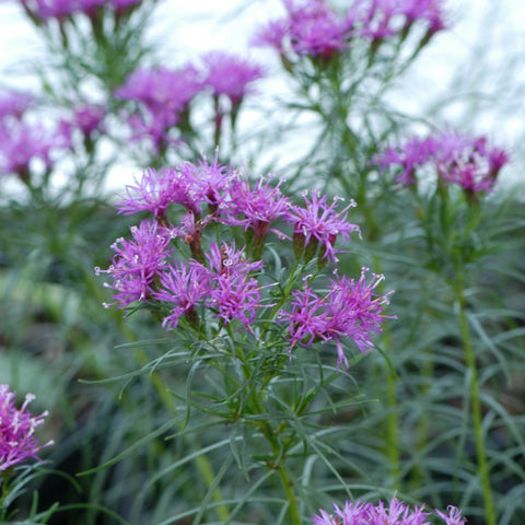 Vernonia noveboracensis - New York Ironweed